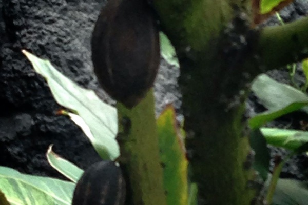 Maisontoutob 東京植物図鑑