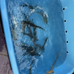 房総の不動産会社 エンゼル不動産房総店リゾート日記