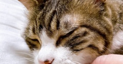 猫と寝る準備。
