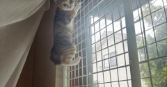 子猫と暮らすということ