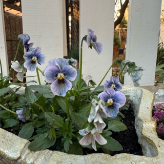 のばらのガーデニングブログ　Hana and Rose Garden+