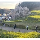 念願の三春滝桜と五色沼へ