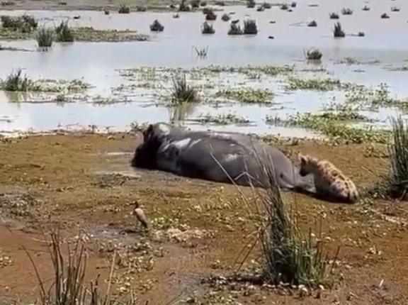 野生のハイエナが寝ていたカバのお尻をつっついて…激怒されて必死に逃げる