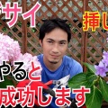 あじさい