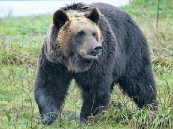 【恐怖】ヒグマ『100mを7.2秒で走りパンチ力は2トン』