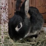 はじめてのうさぎ