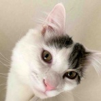 銃🐈‍⬛猫たちと家族の記録