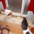 猫に小判を与えたら。 埋蔵金:千八百六拾壱両 お前えぇ~加減にしぃ~やぁ~。