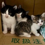 海の近くに猫と住んでる