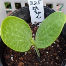 カボチャ栽培！「春大根」の様子！「20日大根」種蒔き！「プレゼントキャンペーン」に当選！