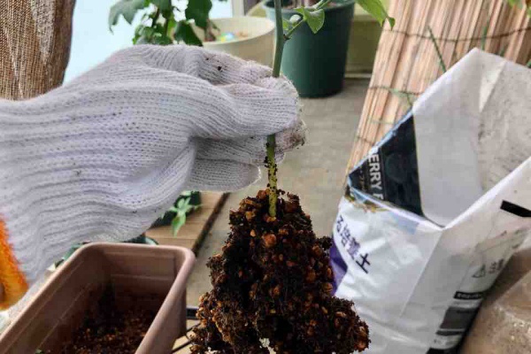 でぶねこ農園 ベランダで育てるおいしい果樹 ブルーベリー