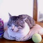 ☆LUSH☆ねこ☆テクノ☆大好き～な香織のブログ♪