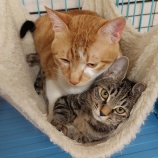 『犬・猫社会』の画像