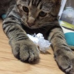 【画像】うちの猫のしっぽがかわいい