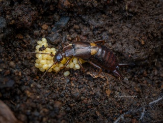 守る - コブハサミムシ 【2026年3月 神奈川県】