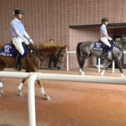 初心者マークの誘導馬バビットに会ってきました