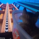 「子猫にジェットコースター動画を見せて疑似体験させるとどうなる？」→興奮する