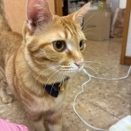 はるだ動物病院