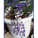 ハーデンベルギア