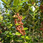 里山暮らしの雑記帳