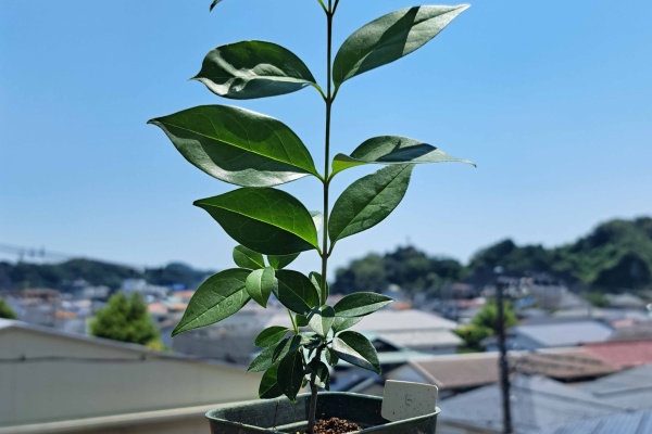 ナンジモンジャ ヒトツバタコ 盆栽 ナンジモンジャ ヒトツバタコ 盆栽 盆栽な感じで…的な