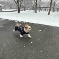 愛犬と雪散歩して、トリミング。*\(^o^)/*