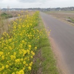 ももんがの飛膜