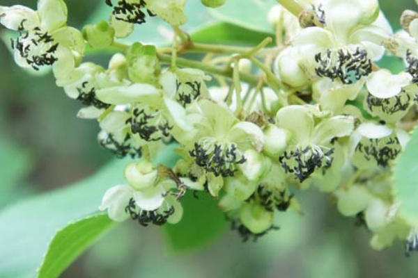 サルナシの花 三条市自然薯研究会 自然薯販売 無題録