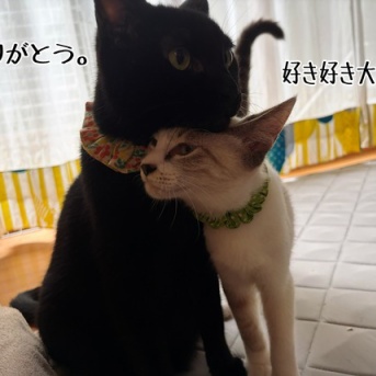 エタンは甘えん坊(猫さまには)