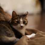 ねことアパートと1人暮らし～とらやんとおらと～