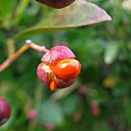 冬の雪に映える　マサキ