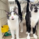 里親さんが決まった猫たち(11/3～)