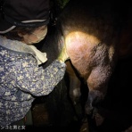 馬とニャンコと男と女