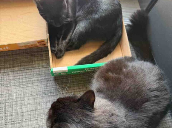 【ポチクロ猫日記】新入りクロたん粘り勝ち・毛繕い記念日・公式カシャブンすごい
