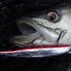 Fishing Club SEARCH Report