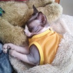 スフィンクス猫・みい太くんです・・・