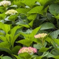 紫陽花・・・