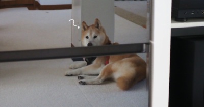 鏡に写った姿…と昨日の動画