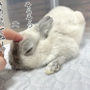 うさぎのルリとハムスターのプリン(1/7追記)