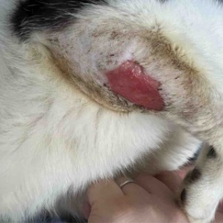 風の動物病院のブログ