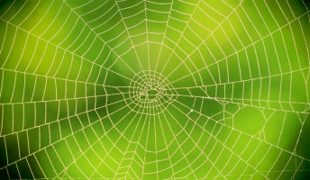 進化論でクモが糸で巣を作ることを説明できるのか?