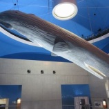 『鯨と海の科学館が開館します』の画像