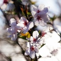 Healing Garden NVC
