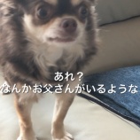 『伝えてないこともちゃんと理解してる犬の勘の鋭さ』の画像