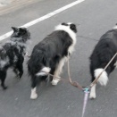 犬暮らしは健康が大事