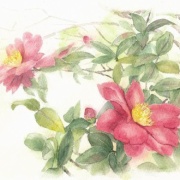 サザンカの歌って・・・『さざんかの宿』だったのだろうか？透明水彩画