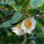 楽のデジカメ散歩