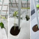 🥒5月6日　きゅうり全滅…？