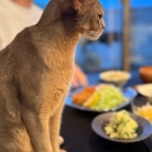 だんなさまごはんの、ヒレカツ定食の夜ごはん