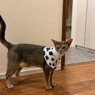 わか坊、ネックカラーの練習をする